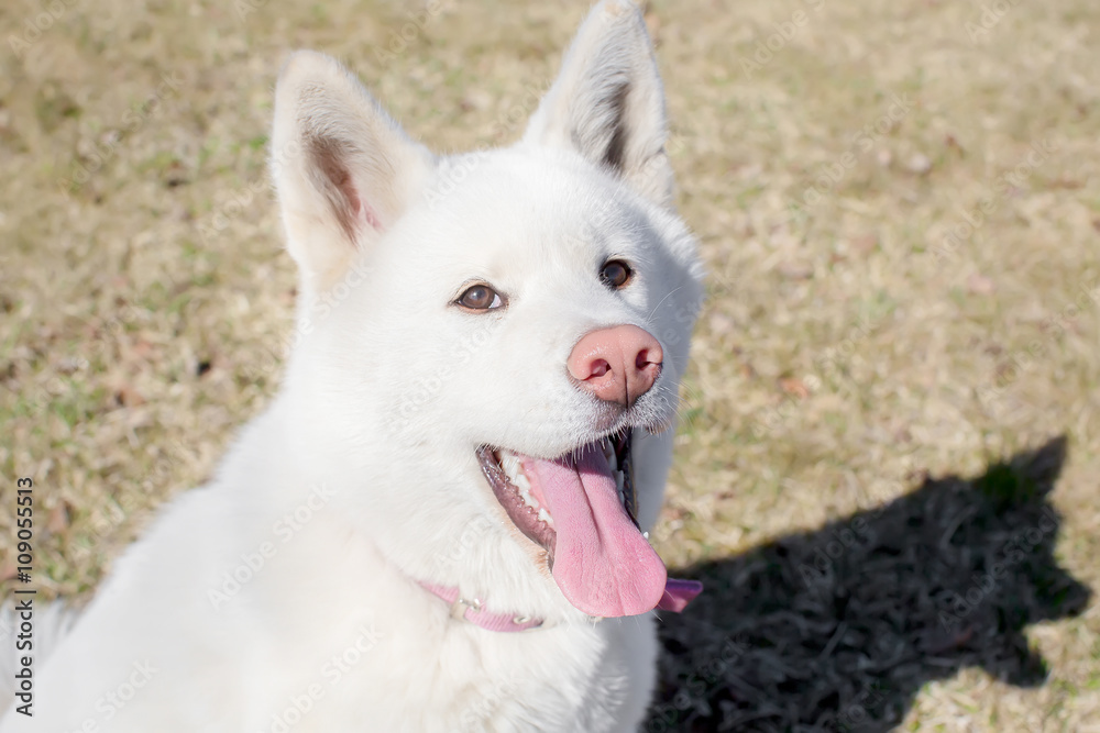 Portrait of a smiling puppy Akita-inu white. pink nose. the tong Stock