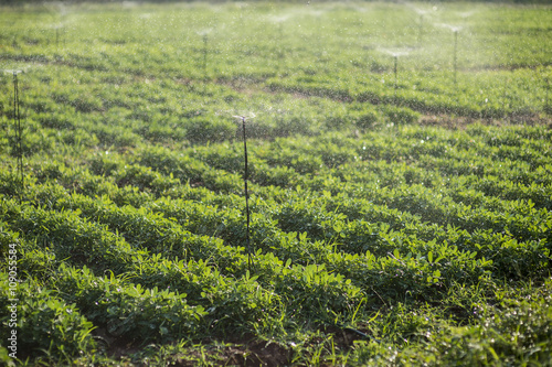 Peanut farm with water splash from sprinklers
