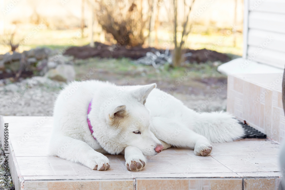 puppy dog Akita-inu. the color is white. sleeping