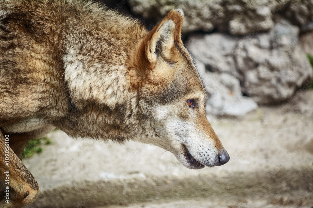 Fototapeta premium Portrait of Wolf