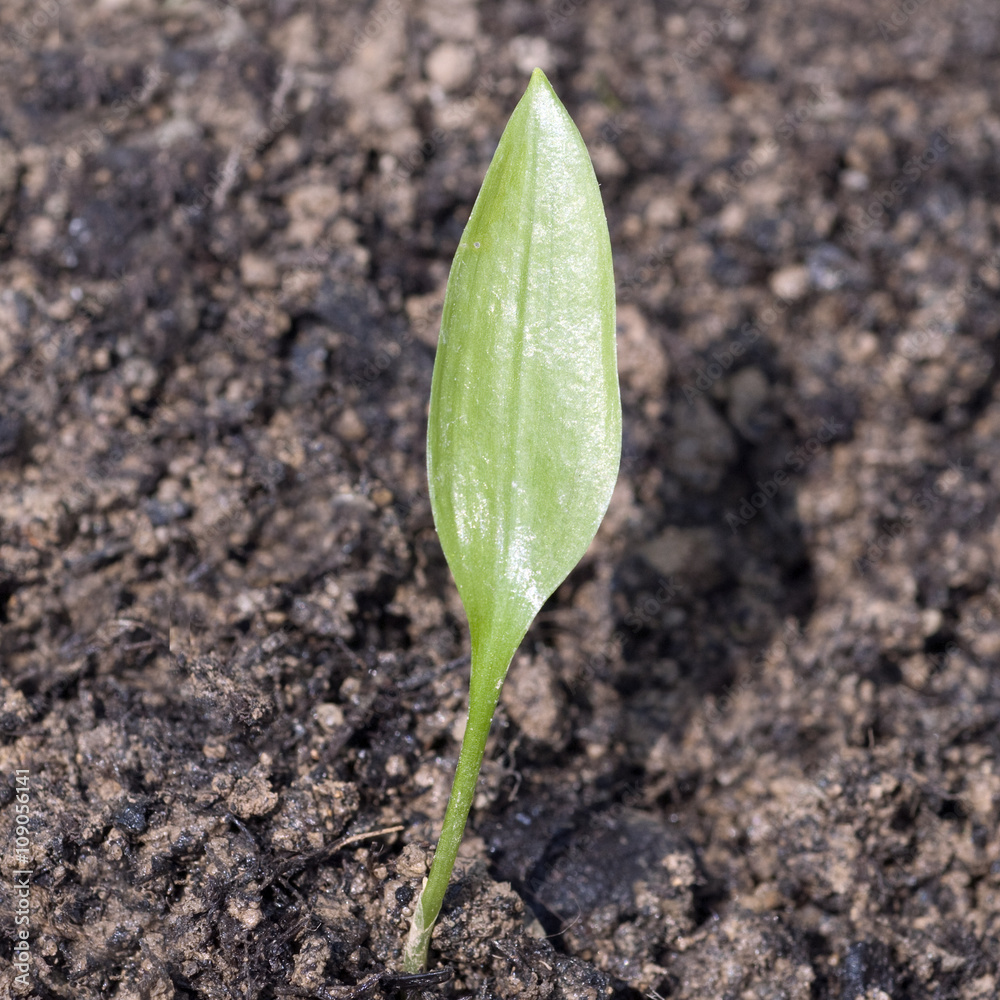 Baerlauch; Allium; ursinum; Keimling, Sproessling Baerlauch; Allium; ursinum; Keimling, Sproessling