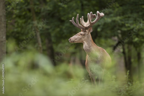 cerf bois velour forêt mammifère sauvage chasse observation na