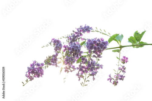 Verbenaceae flowers