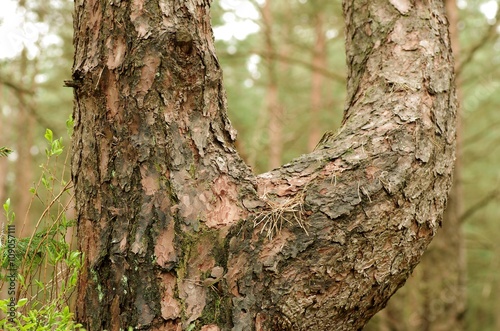 Zweigeteilter Stamm einer Kiefer im Wald