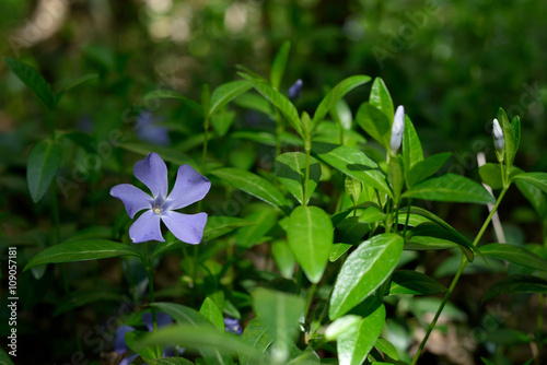 Obraz na płótnie Evergreen periwinkle blooms in spring forest w salonie