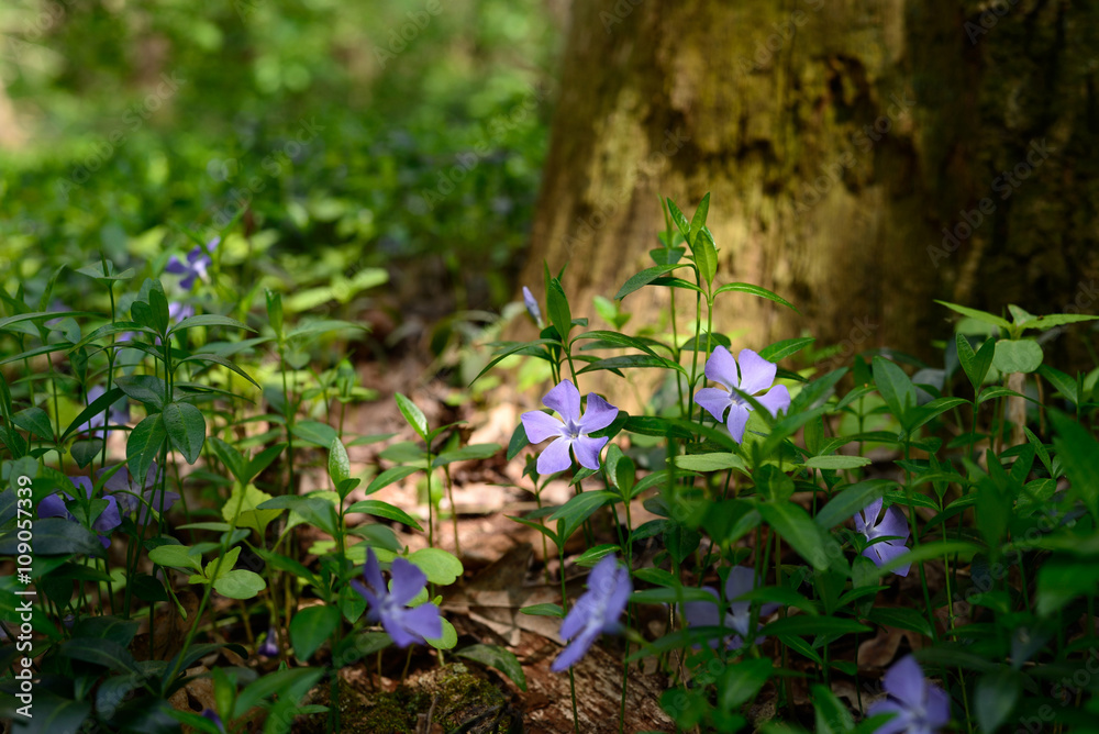 Evergreen periwinkle blooms in spring forest