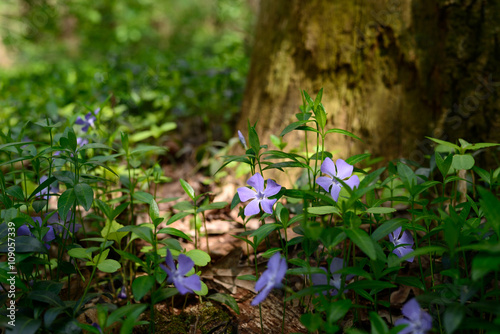Obraz na płótnie Evergreen periwinkle blooms in spring forest w salonie