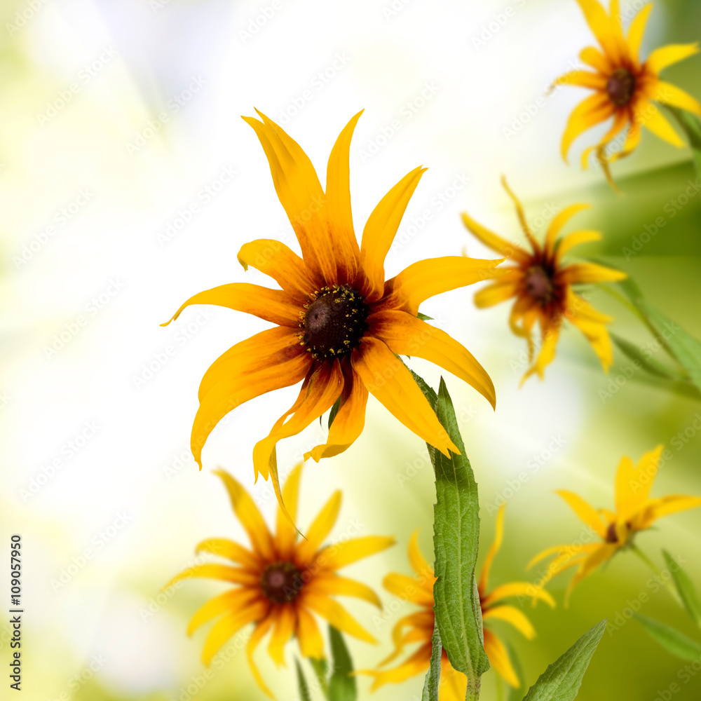 image of flowers in the garden closeup