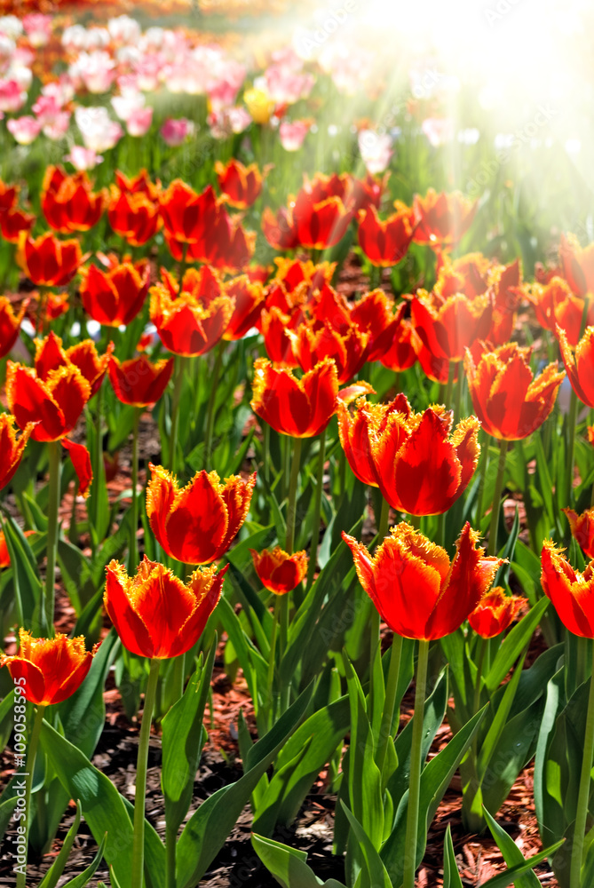 image of beautiful tulips in the garden close-up image of beautiful tulips in the garden close-up