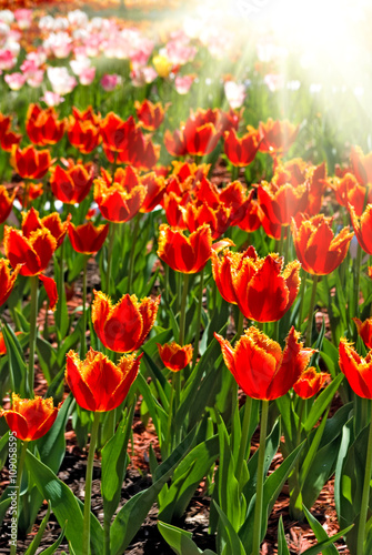 image of beautiful tulips in the garden close-up