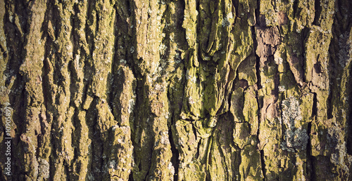 old wood tree bark texture with green moss, retro vintage filter 