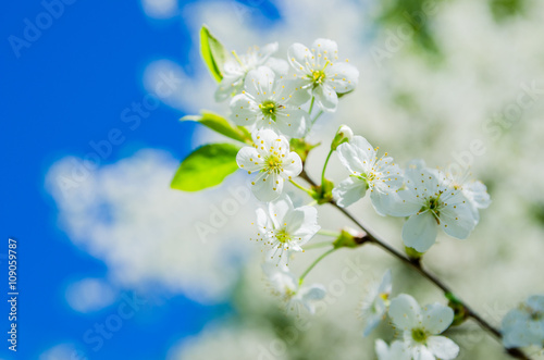 Blossoming branch of a cherry  close up