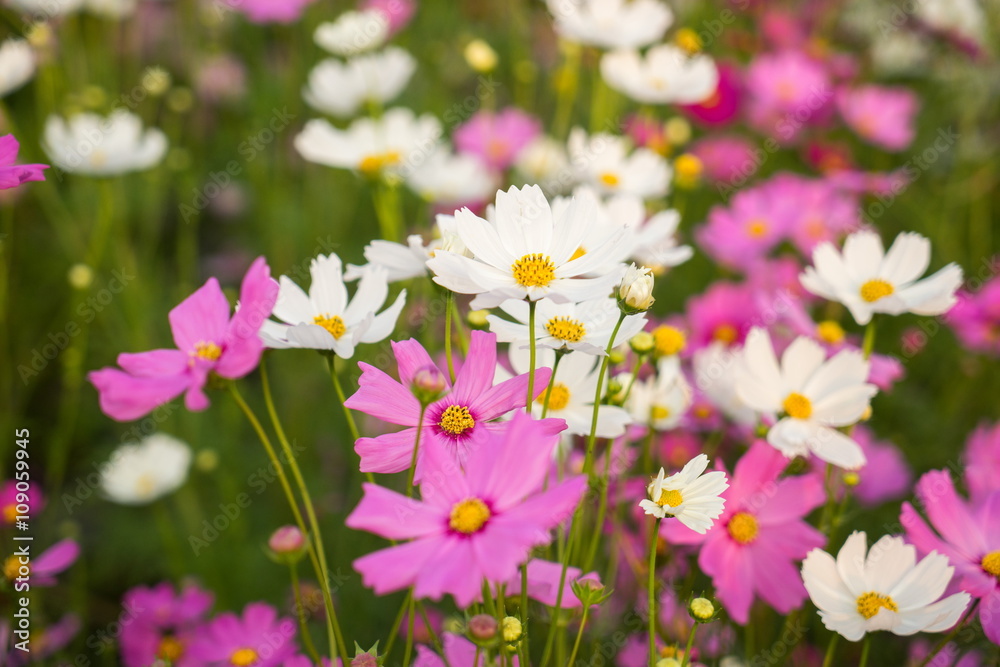Cosmos flowers blooming in the garden Cosmos flowers blooming in the garden