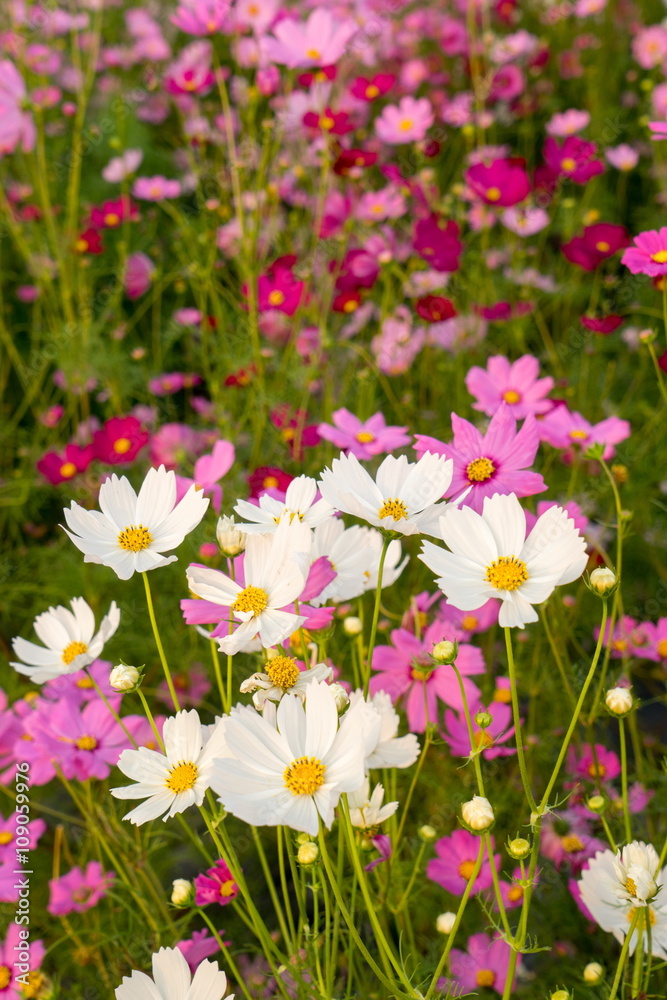 Cosmos flowers blooming in the garden