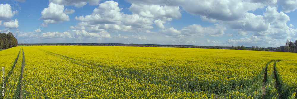 Rapsfeld Fisheyeperspektive Rapsfeld Fisheyeperspektive
