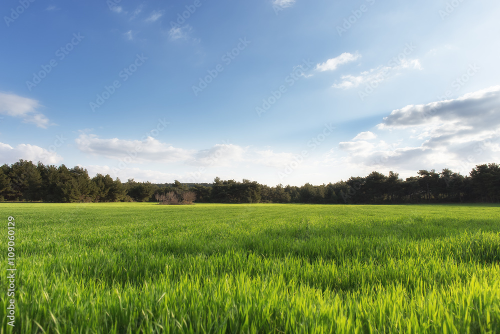 Field crops with beatiful light