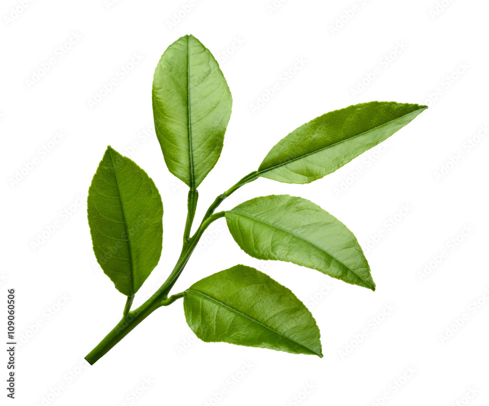 Fototapeta premium Lemon leaves isolated on white background