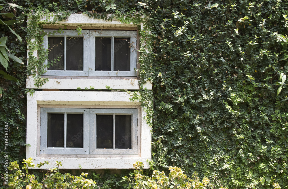 White window covered with green ivy.