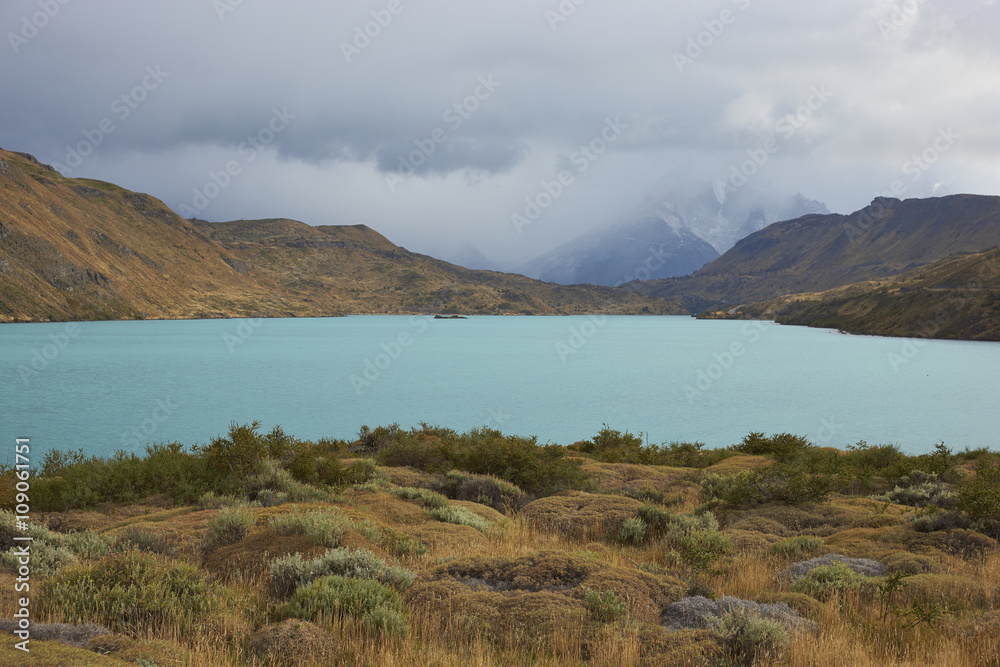 Low lying plants and grasses overlooking the blue waters of Rio Paine in Torres del Paine National Park, Patagonia, Chile.