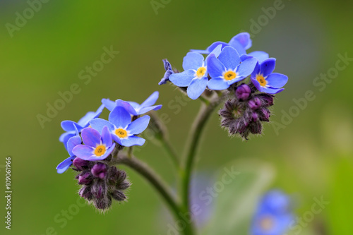Macro of a forget-me-not flowers