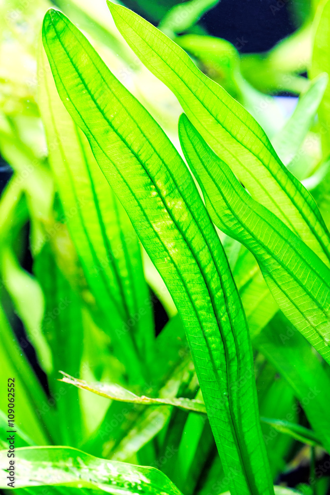 Aquarium plants Vallisneria gigantea and Vallisneria spiralis Stock Photo Adobe Stock