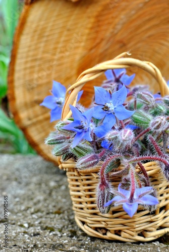 Borago Officinalis - Borragine photo