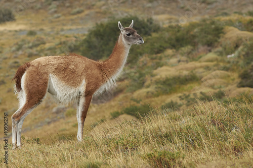 Guanaco  Lama guanicoe  standing amongst the vegetation of Torres del Paine National Park in Patagonia  Chile