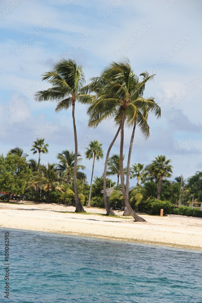 Obraz premium Kokospalmen im Wind, auf den Bahamas