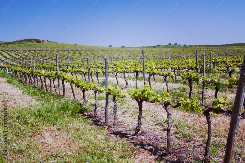 view on spring vineyard with blue sky