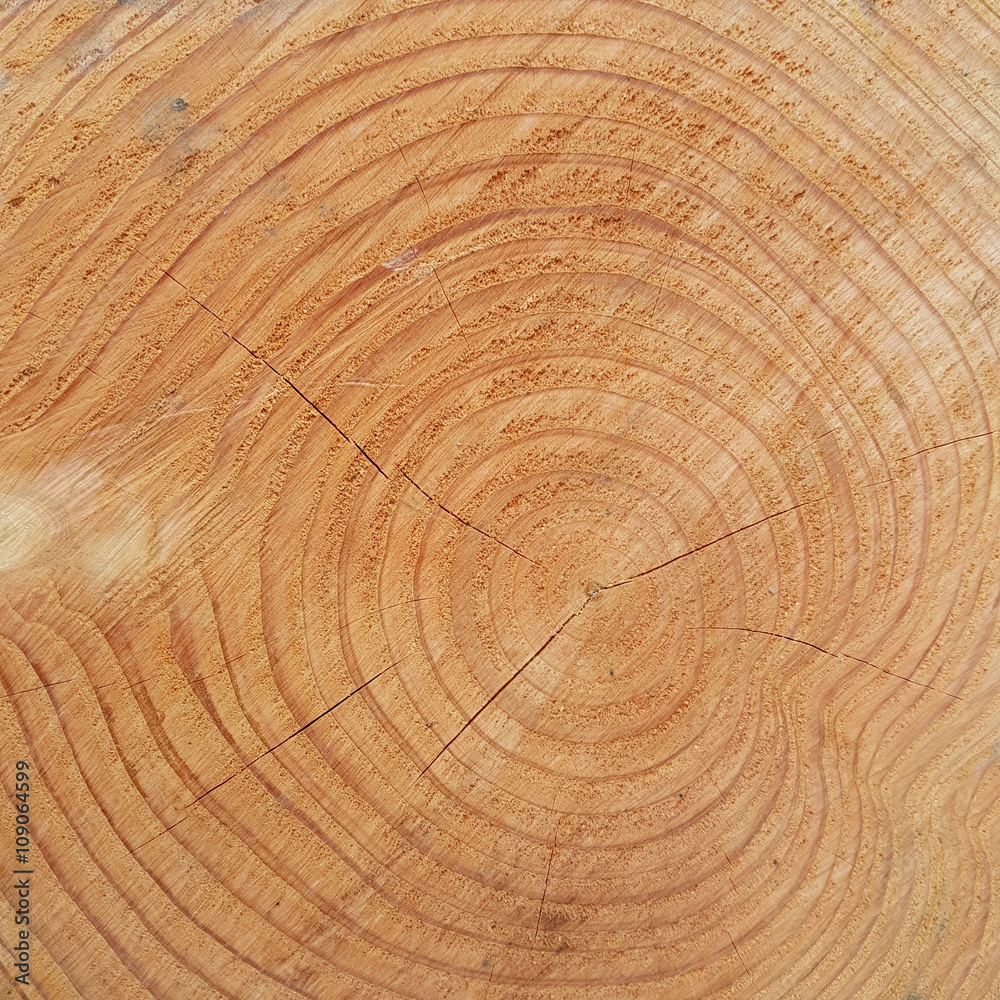 Naklejka premium Jahresringe, Buche