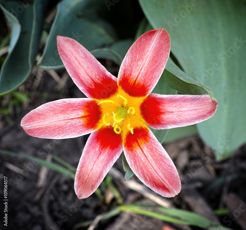 Red tulip in nature
