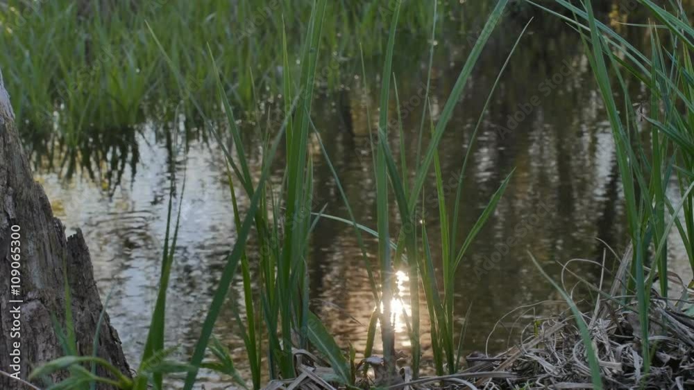 grass near the river sunlight glare of the sun nature landscape grass near the river sunlight glare of the sun nature landscape