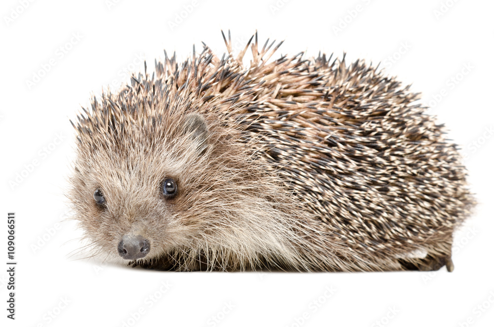 Portrait of a cute hedgehog Portrait of a cute hedgehog