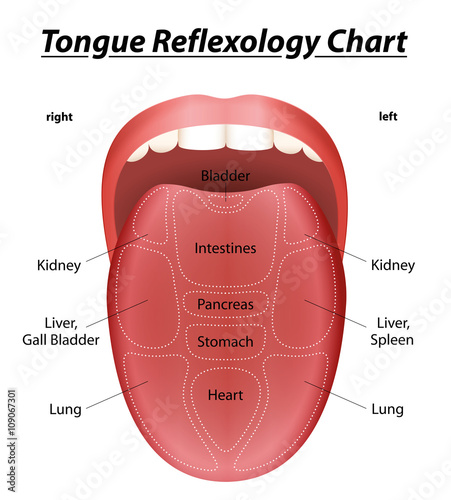 Tongue reflexology chart with description of the corresponding internal organs. Isolated vector illustration on white background.