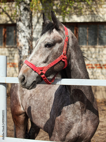 Dapple gray Lusitano horse colt in stud farm © horsemen