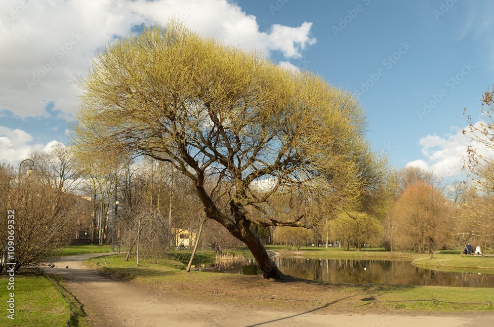Obraz premium The first sprouts of leaves on the tree.