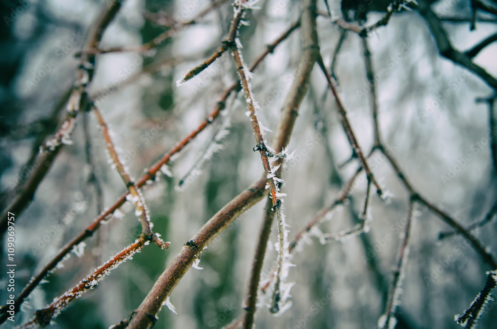 frozen twigs