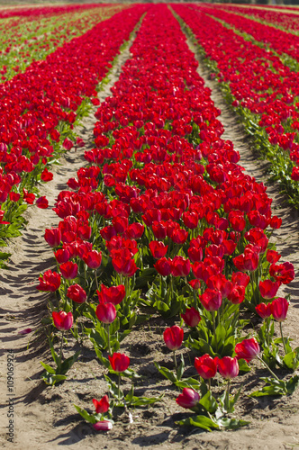 Champ de tulipse rouges