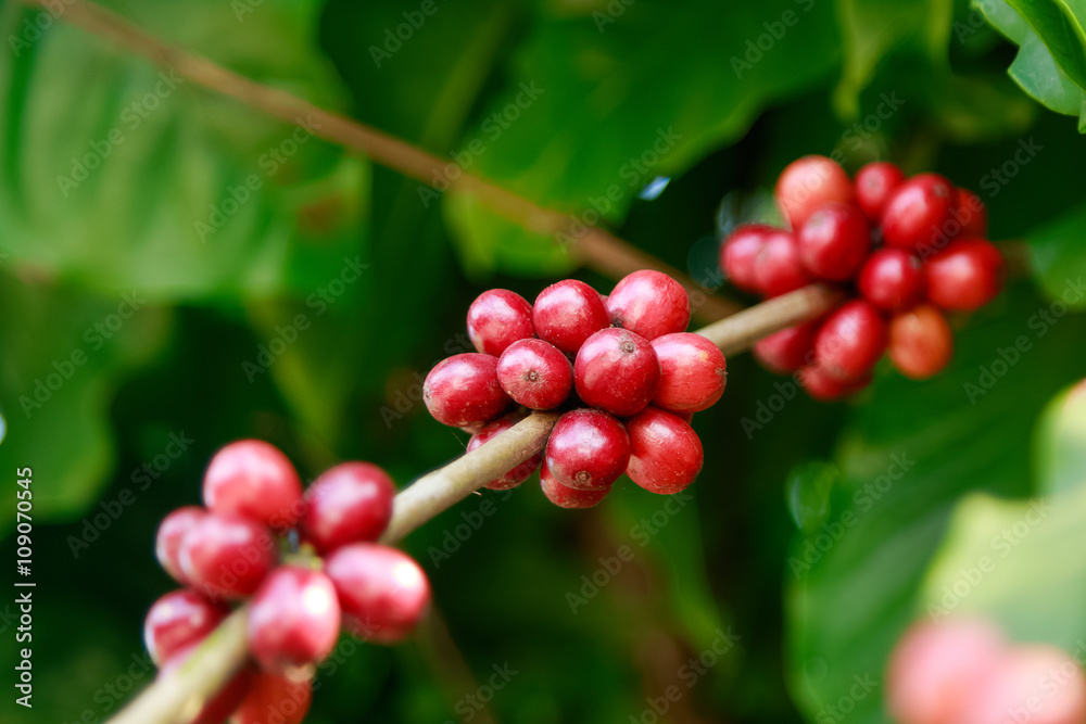 Ripe berries on coffee tree in farm. Food and drink coffee