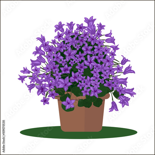 Vector illustration plant in pot. Blooming flower. Bellflower