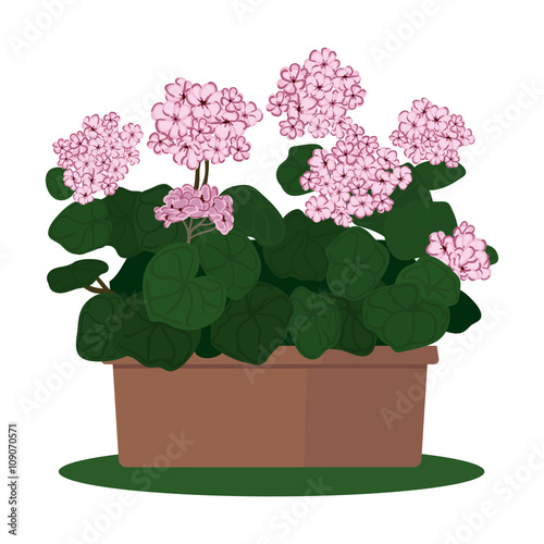 Fototapeta Naklejka Na Ścianę i Meble -  Vector illustration plant in pot. Blooming geranium