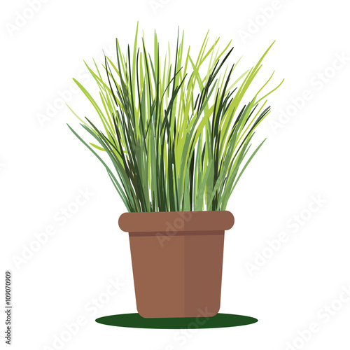 Vector illustration plant in pot. Grass