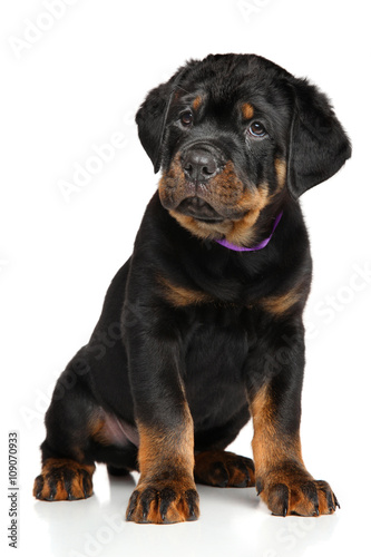 Fototapeta Naklejka Na Ścianę i Meble -  Cute Rottweiler puppy