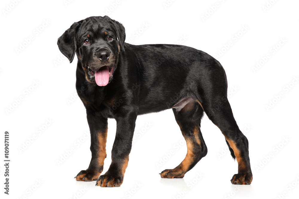 Rottweiler puppy on white background