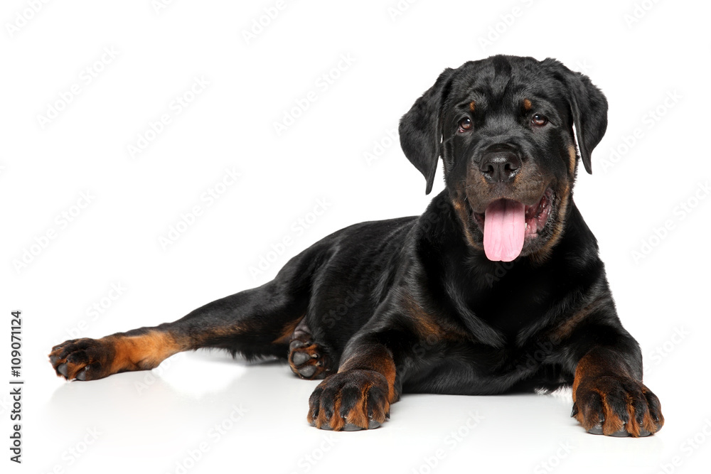 Obraz premium Rottweiler puppy on white