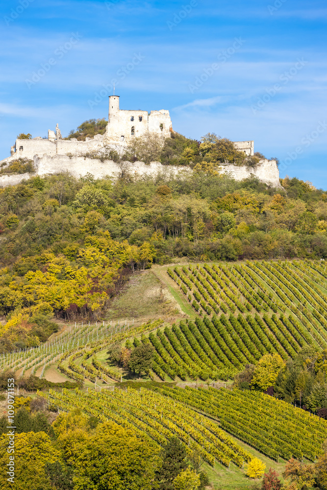 ruins of Falkenstein Castle with vineyard in autumn, Lower Austr