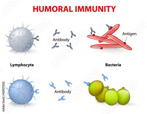 humoral immunity.
