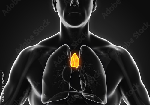 Human Thymus Anatomy Illustration. 3D render
