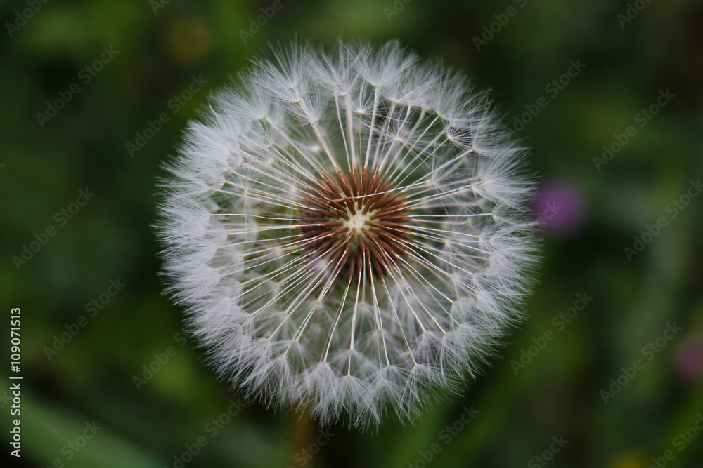 Macro of dandelion