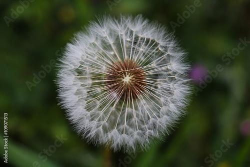 Macro of dandelion